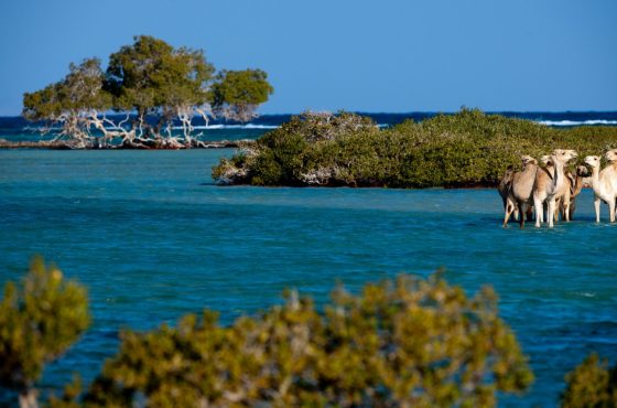 The Red Sea Escape: Hurghada vs. Sharm El Sheikh vs. Marsa Alam